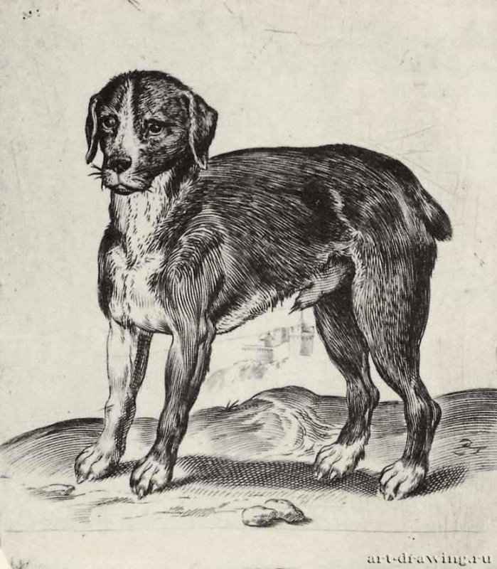Собака. 1582-1585 - 156 х 122 мм. Резцовая гравюра на меди. Лондон. Британский музей, Отдел гравюры и рисунка. Италия.