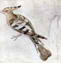 Птица. 1430-1440 - 16,2 x 21,7 смАкварельВозрождениеИталияПариж. Лувр