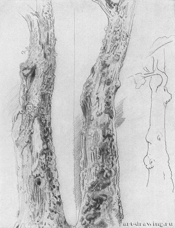 Этюд стволов. 1880-е - 29 х 22,2