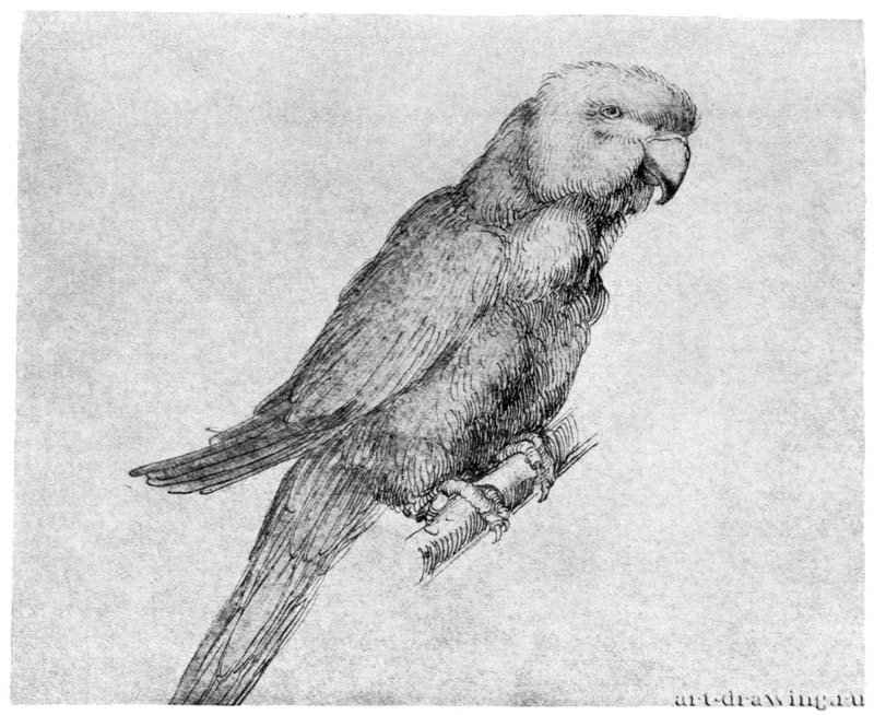 Попугай. 1500 - 19,2 x 21,4 Перо, легкая ретушь акварелью, на бумаге Библиотека Амброзиана Милан