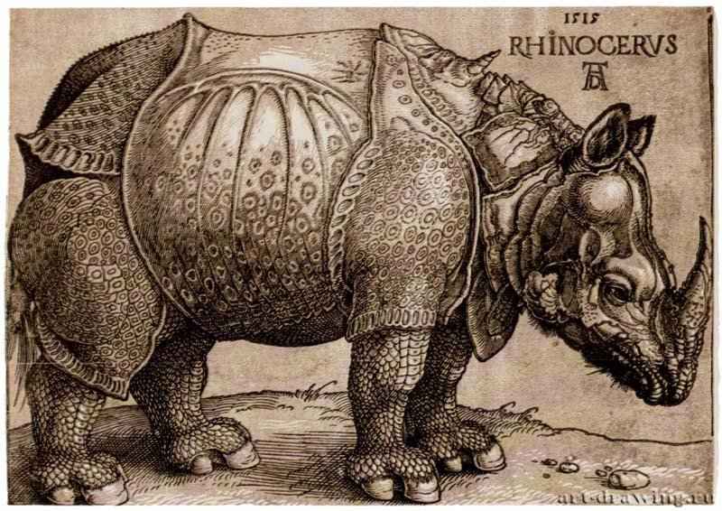 НОСОРОГ. RHINOCEROS.